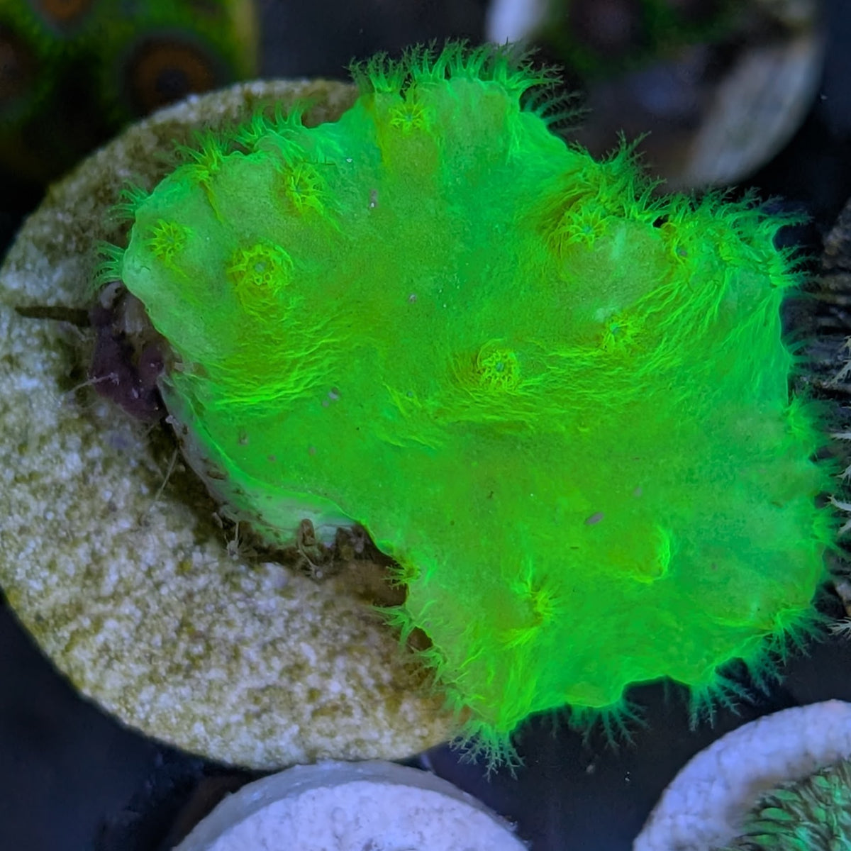 Neon Green Cabbage