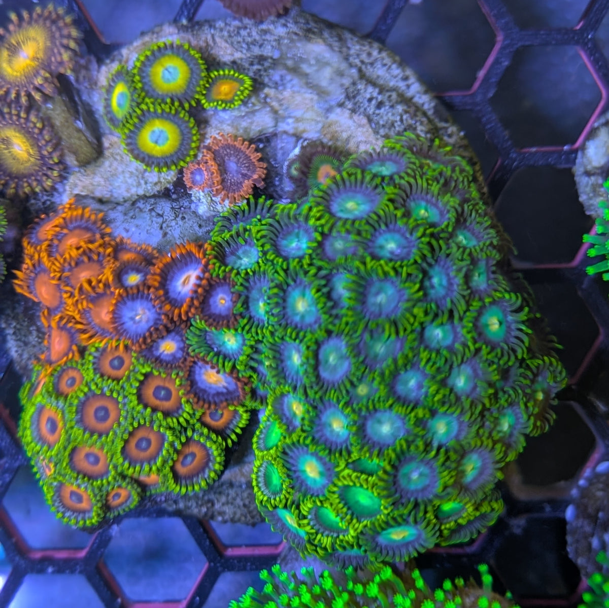 Instant Reef Curated Zoa Rock Garden