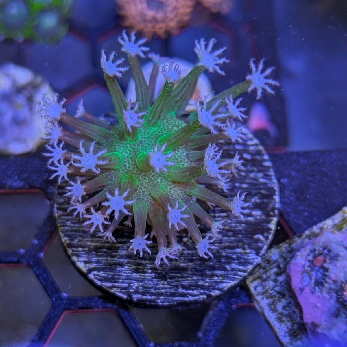 Mini Weeping Willow Toadstool Colony