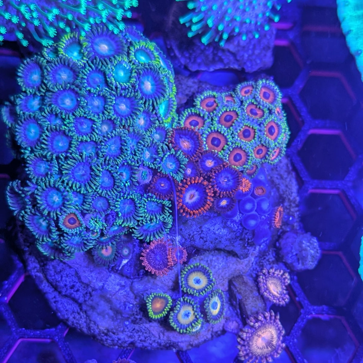 Instant Reef Curated Zoa Rock Garden