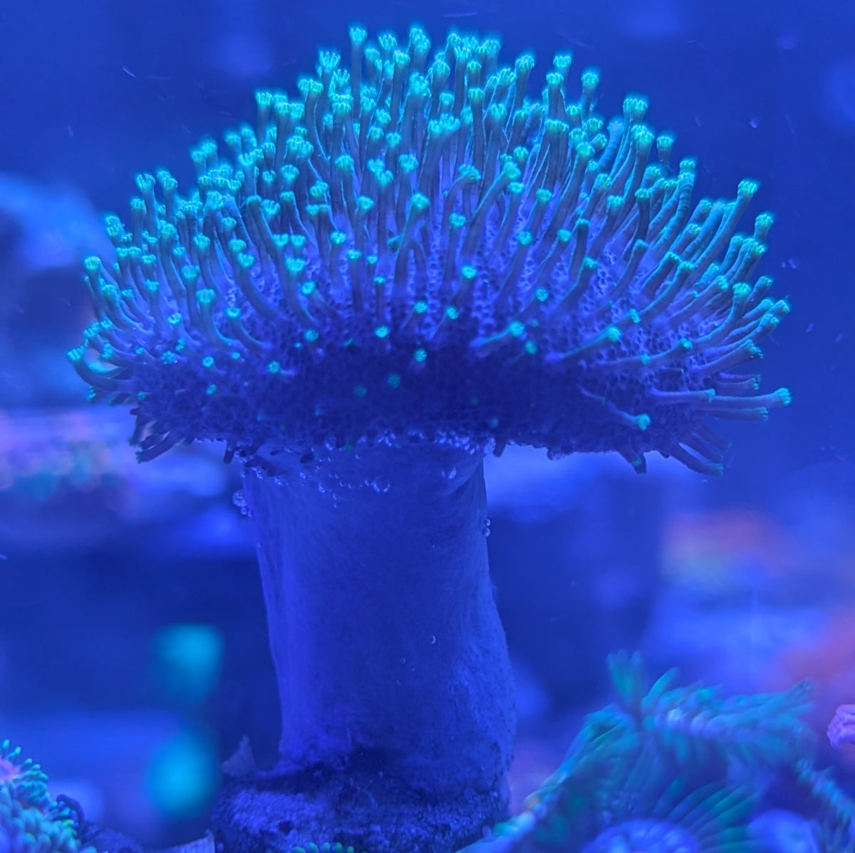 Japanese Toadstool Green Leather