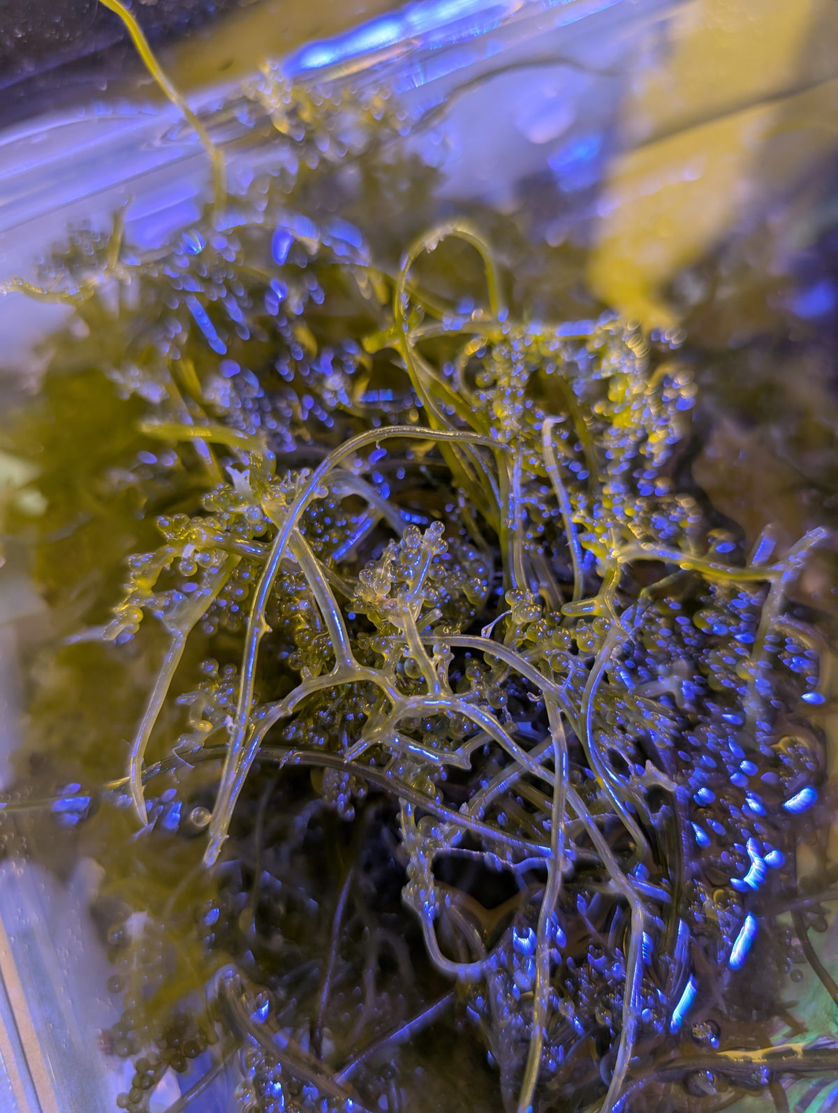 Grape Caulerpa Macro Algae (4”+ Cutting of 5+ Blades)