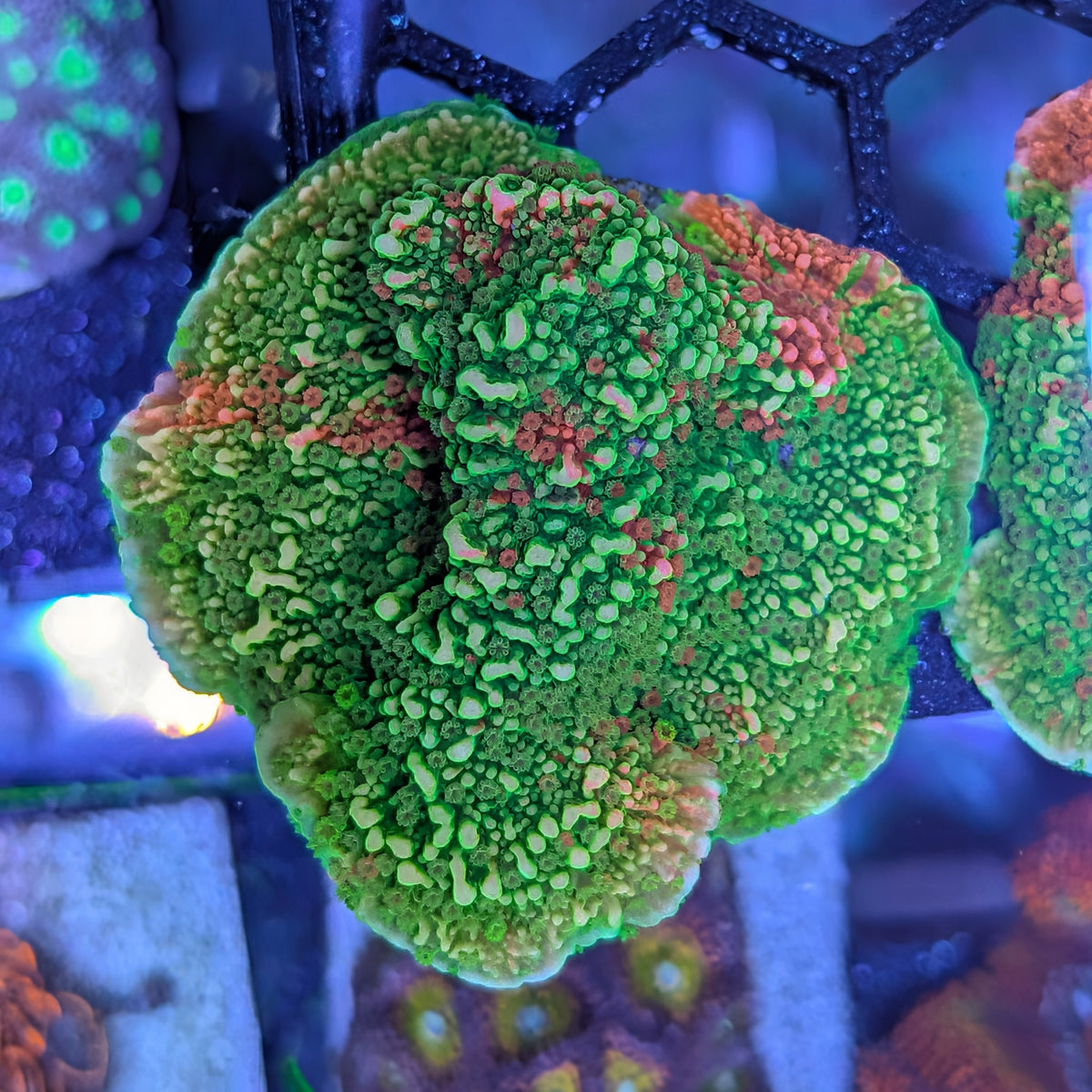 WWC grafted Montipora cap frag, WYSIWYG photo of the exact coral