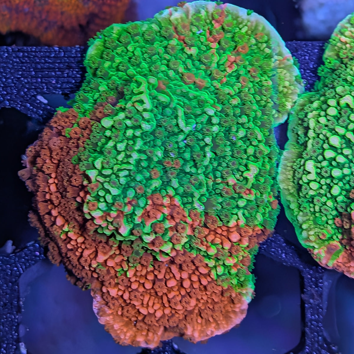 WWC grafted Montipora cap frag, WYSIWYG photo of the exact coral