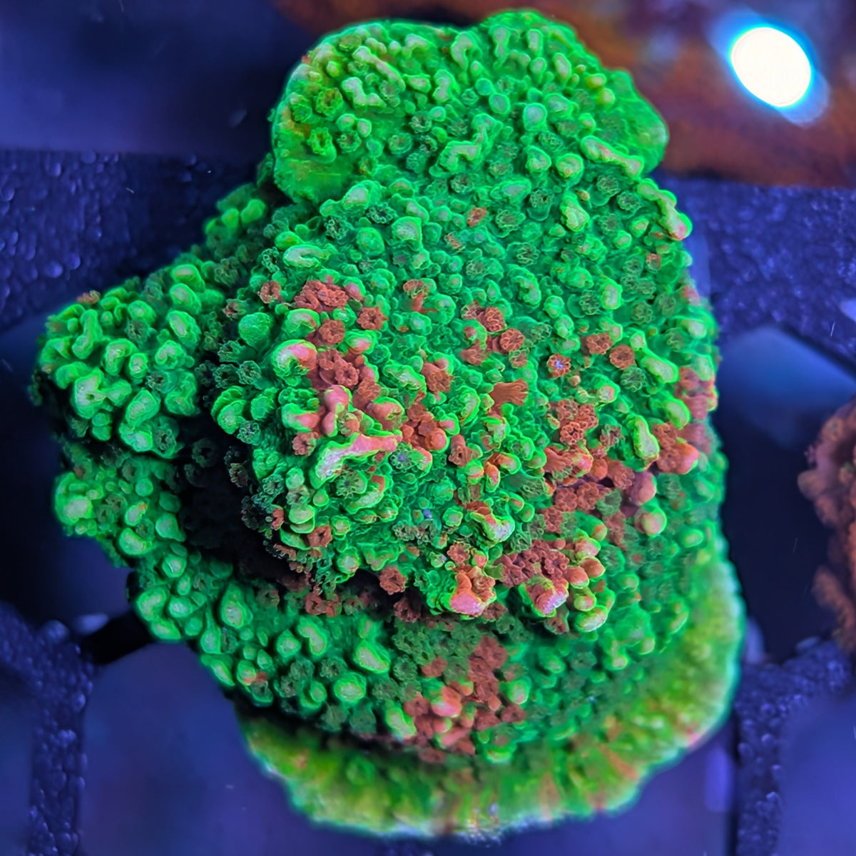 WWC grafted Montipora cap frag, WYSIWYG photo of the exact coral