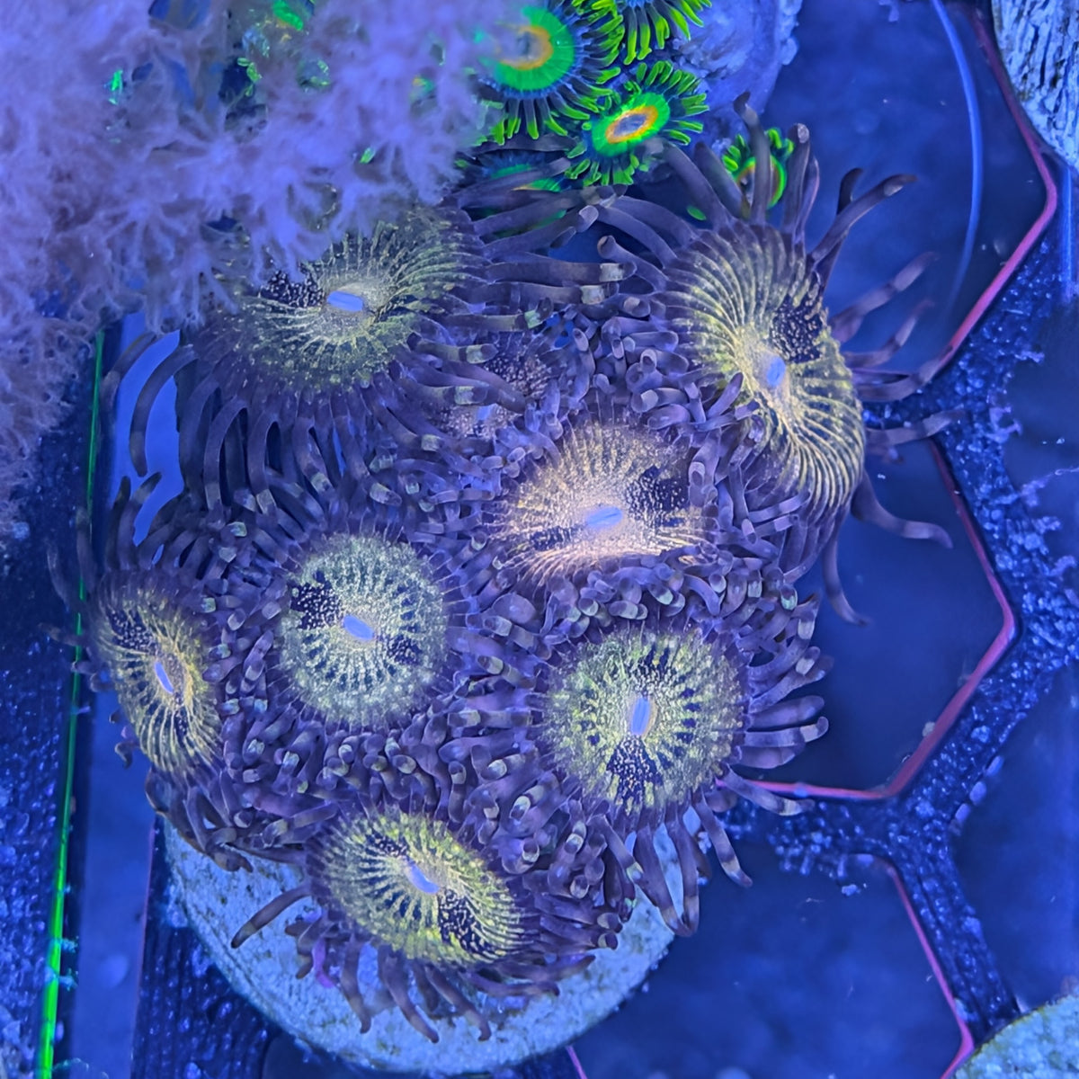 Pandora zoanthid frag, WYSIWYG photo of the exact coral for sale