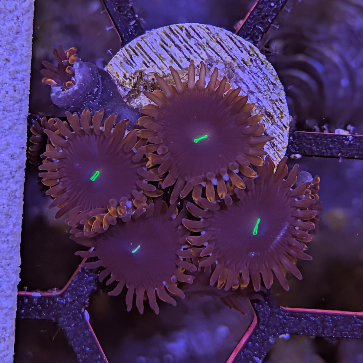 Red People Eater palythoa frag, WYSIWYG photo of the exact coral for sale