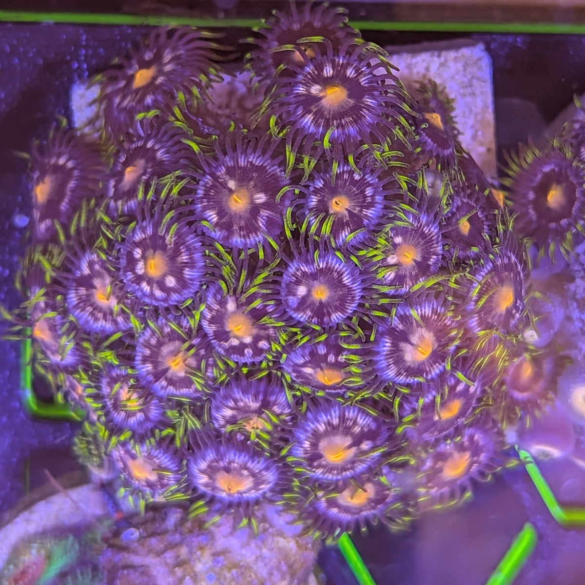 Blowpop zoanthid colony, WYSIWYG photo of the exact coral for sale