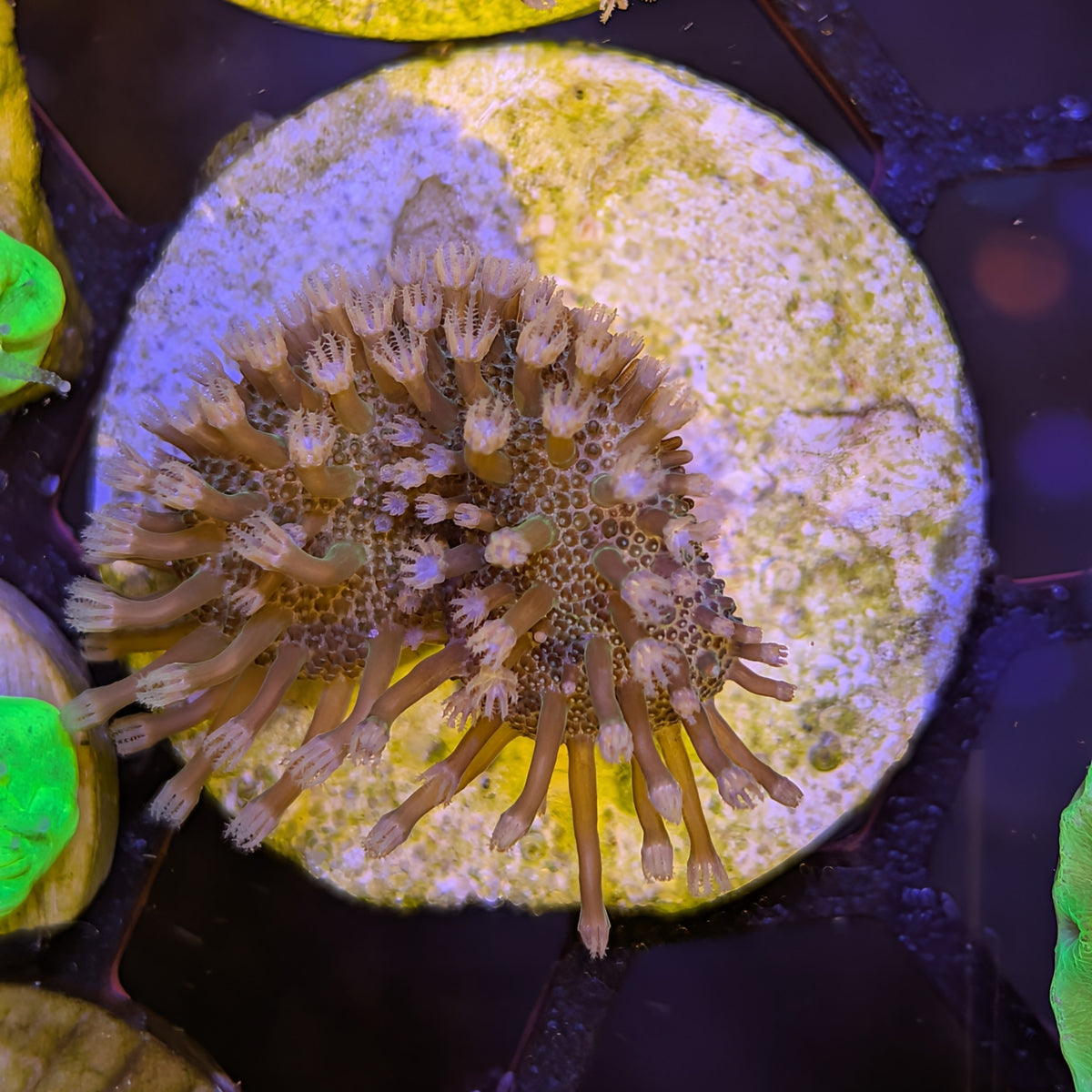 Devil's Hand Leather Coral