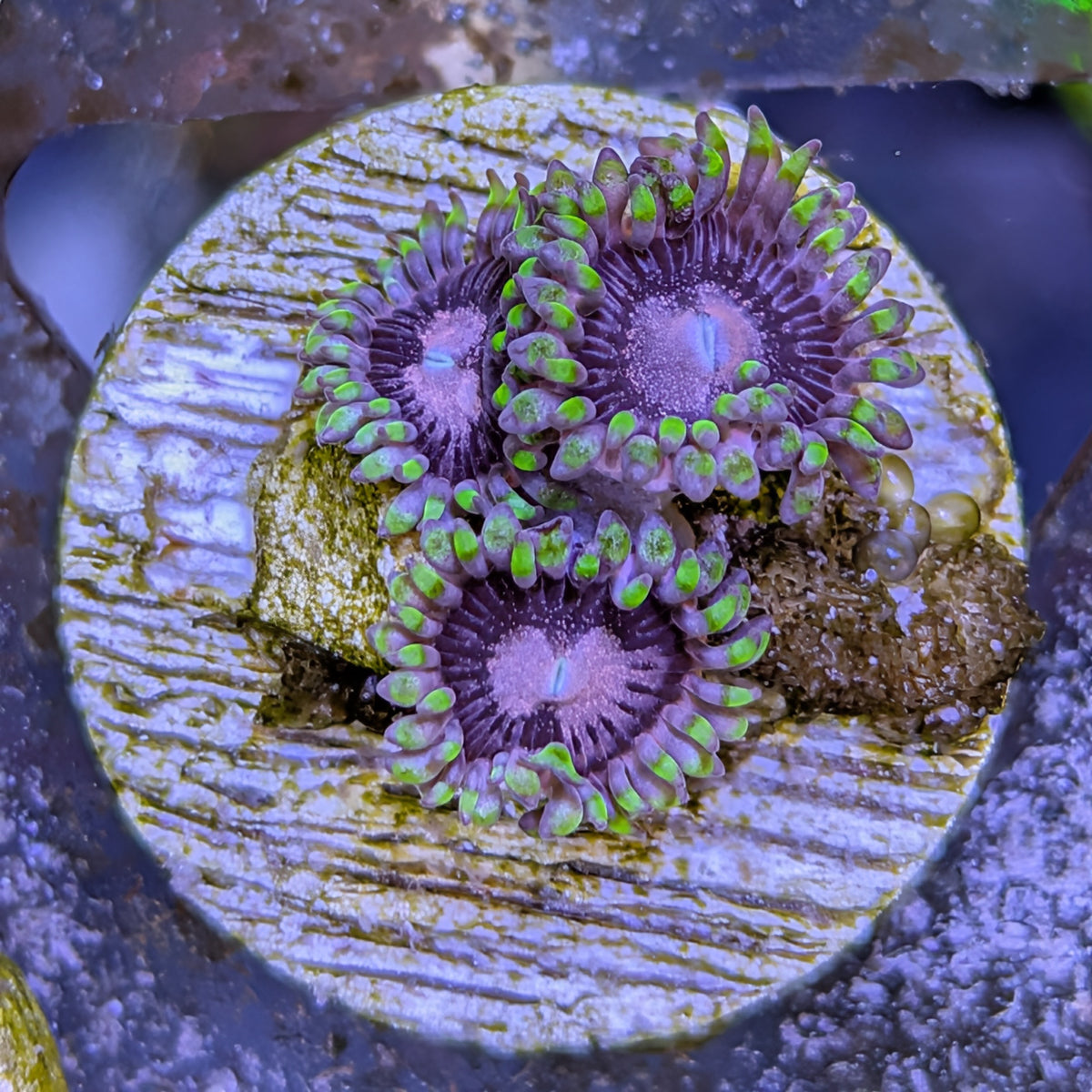 NYRA Space Haze Zoa