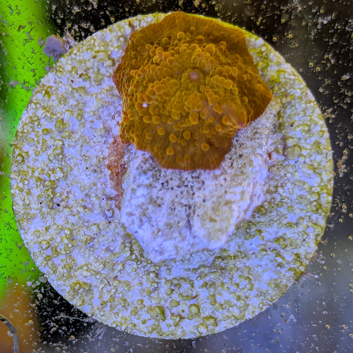 Poletti Jawbreaker mushroom coral, orange disc with raised gold bumps