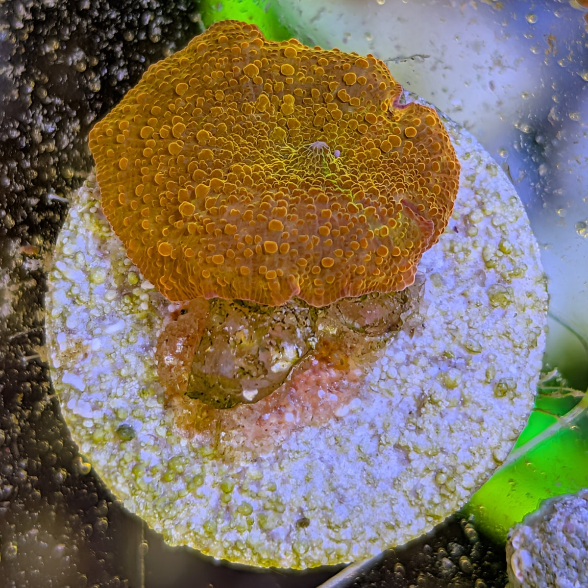 Poletti Jawbreaker mushroom coral, orange disc with gold dots and pink-red rim