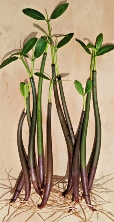Live Red Mangroves (Rhizophora mangle)