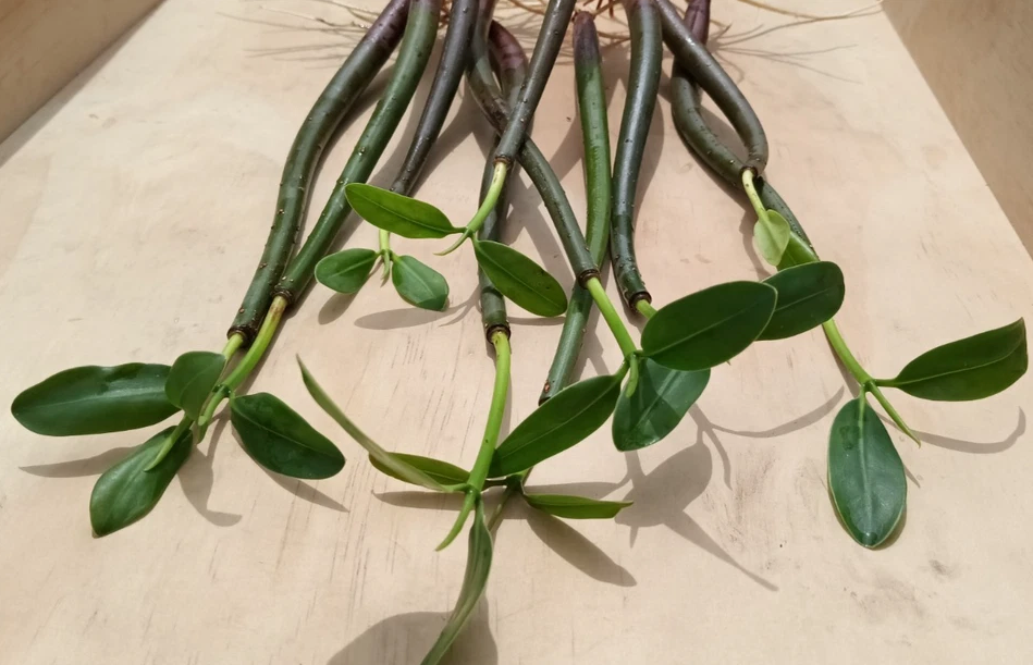 Live Red Mangroves (Rhizophora mangle)