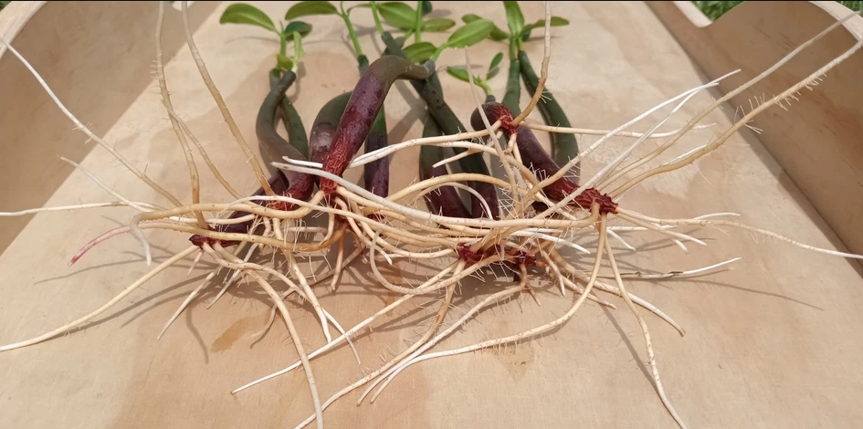 Live Red Mangroves (Rhizophora mangle)