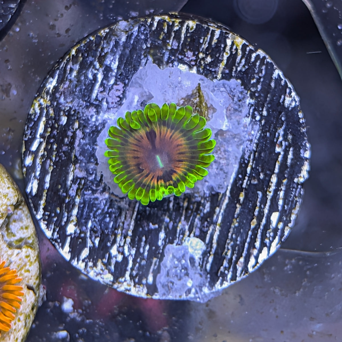 Scarlet Fever Zoa