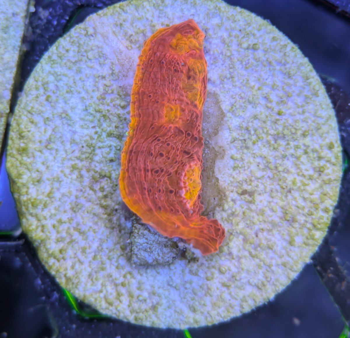 Cornbred's Rainbow Jellybean Chalice (5+ Eyes)