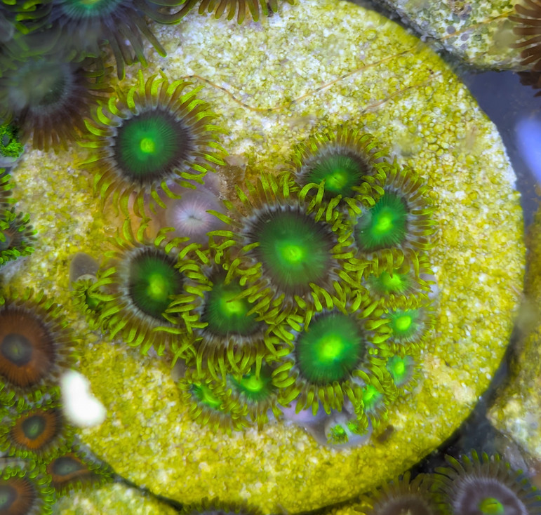 Radioactive Dragon Eye zoanthid colony, WYSIWYG photo of the exact coral