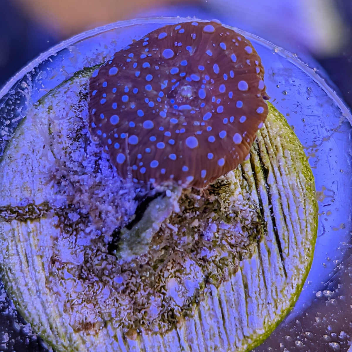 Superman Discosoma mushroom, red-brown disc with blue spots, WYSIWYG photo