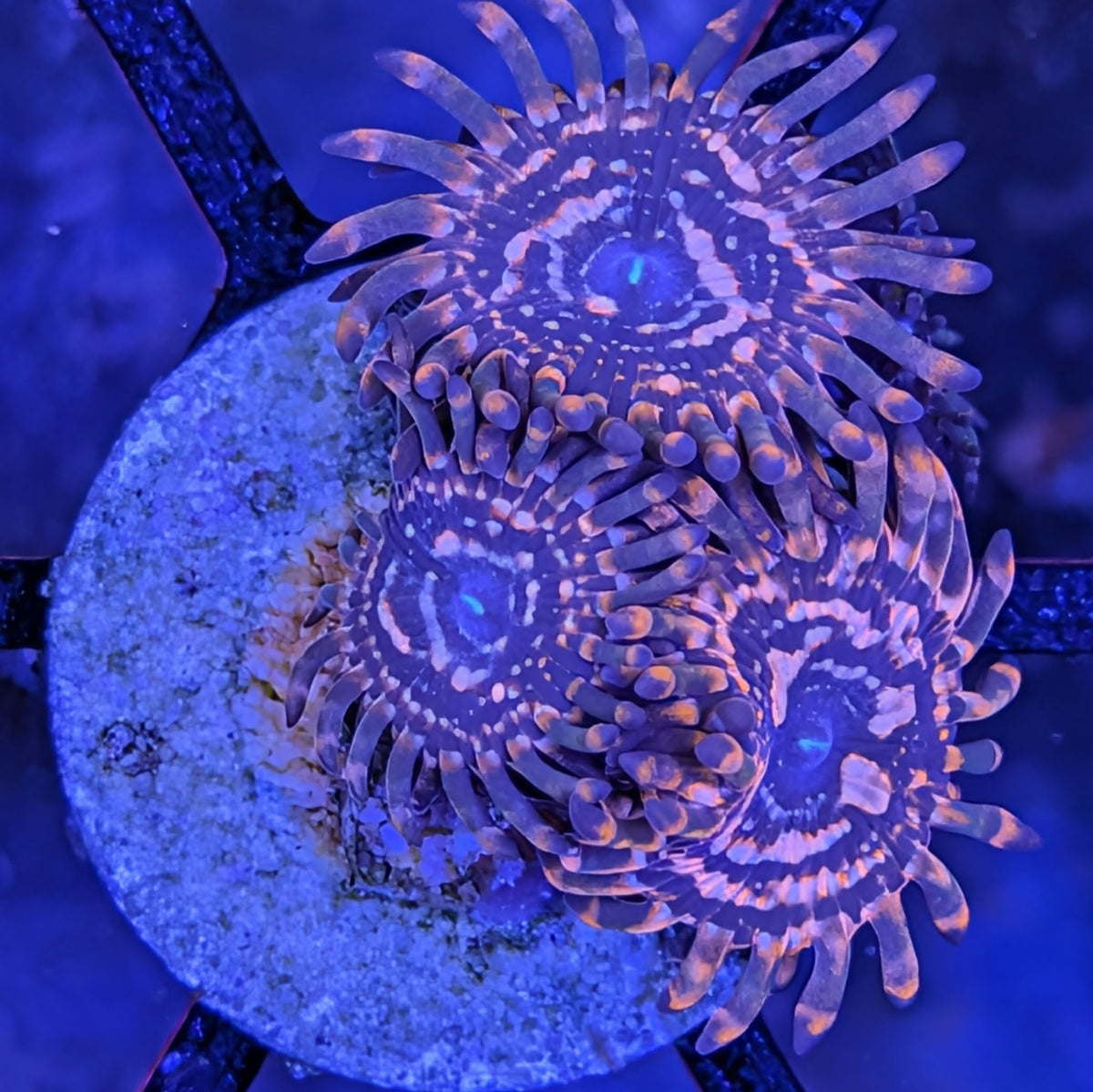 Utter Chaos Zoa