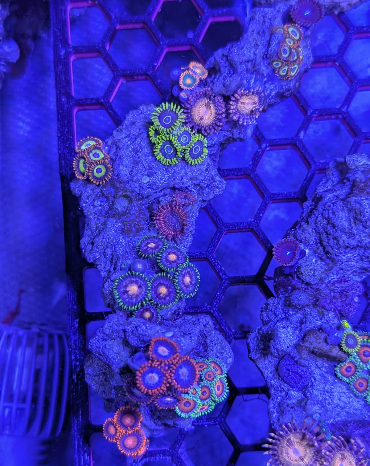 Instant Reef Curated Zoa Rock Garden