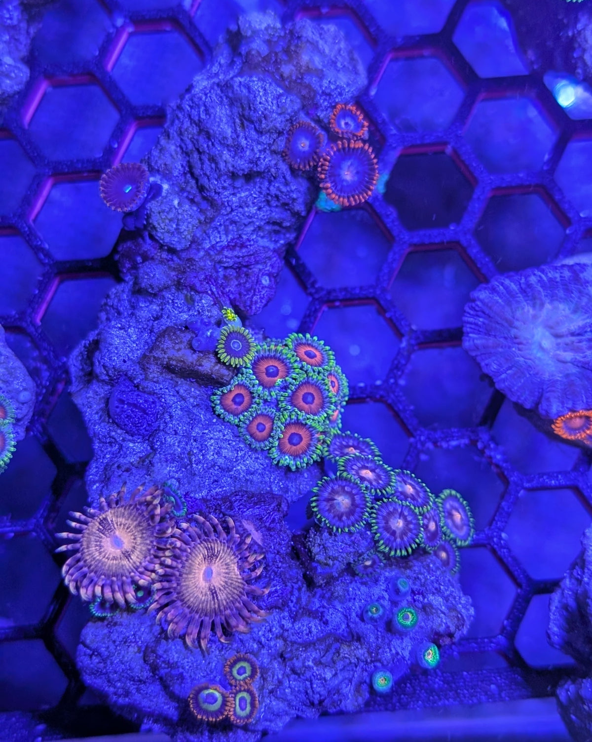 Instant Reef Curated Zoa Rock Garden
