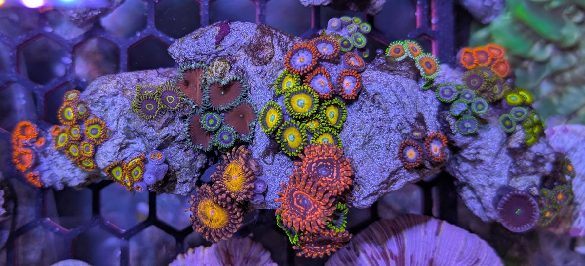 Instant Reef Curated Zoa Rock Garden