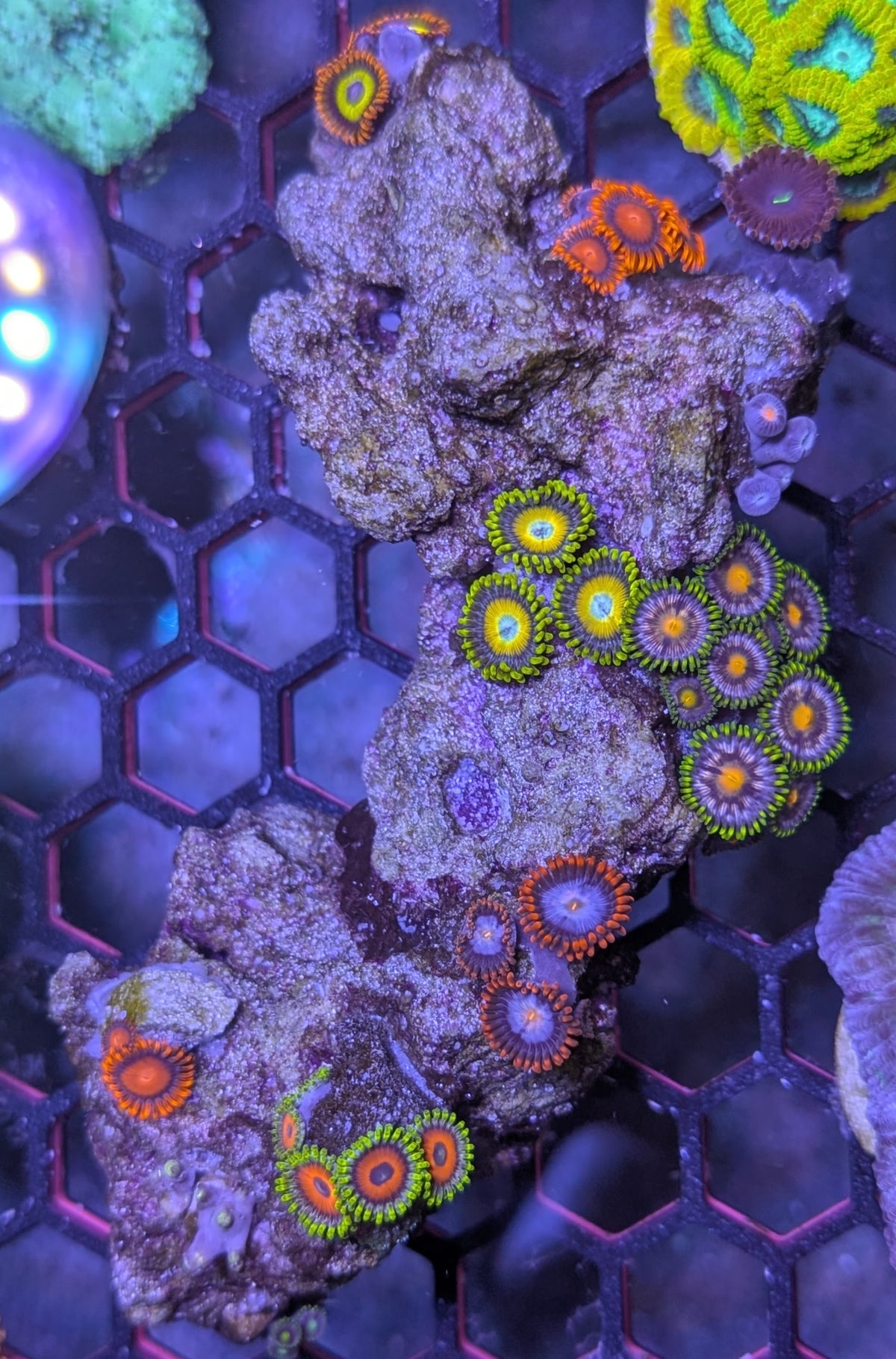 Instant Reef Curated Zoa Rock Garden