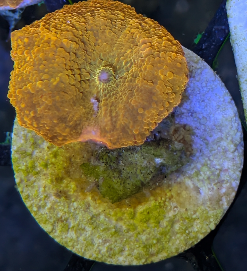 Poletti Jawbreaker Mushroom