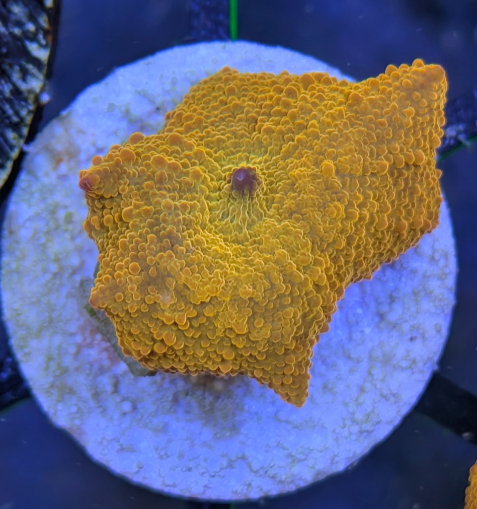 Poletti Jawbreaker Mushroom