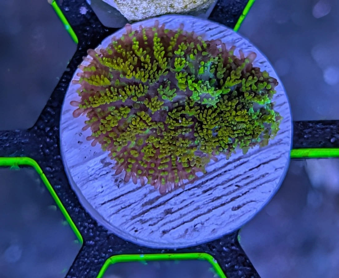 WYSIWYG Golden Gonzo Dragon Bounce Mushroom