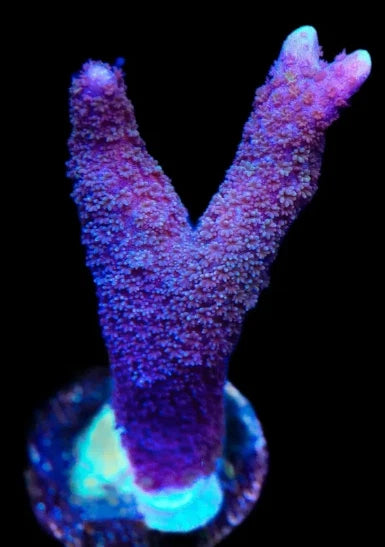 German Blue Polyp Digitata mother colony