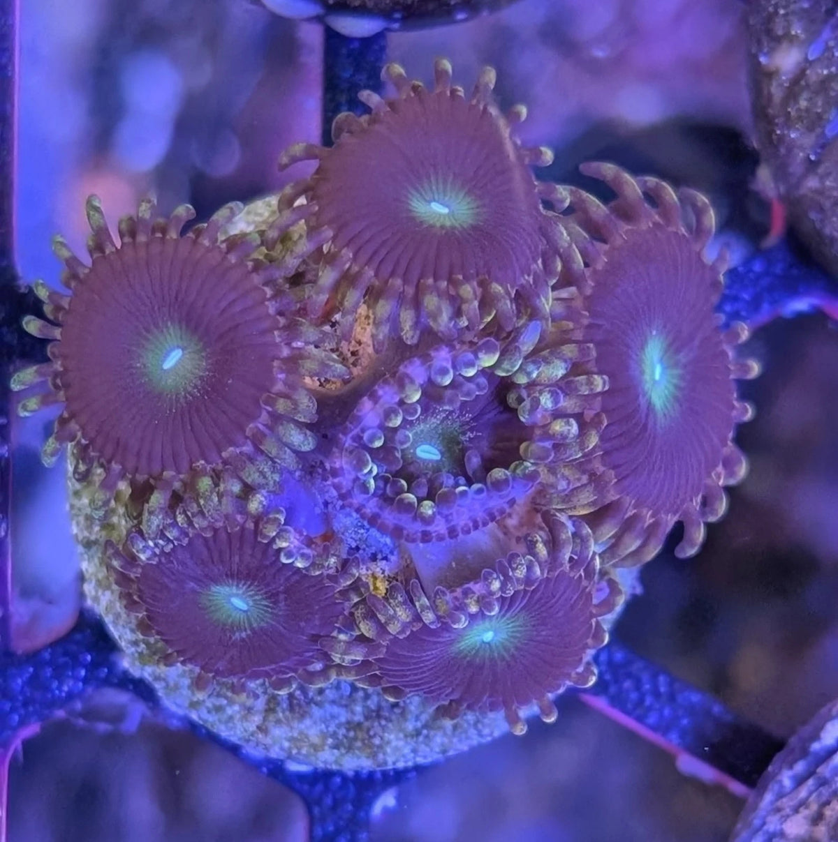 WYSIWYG Molten Agave Zoanthid Frag Colony - Live Soft Coral
