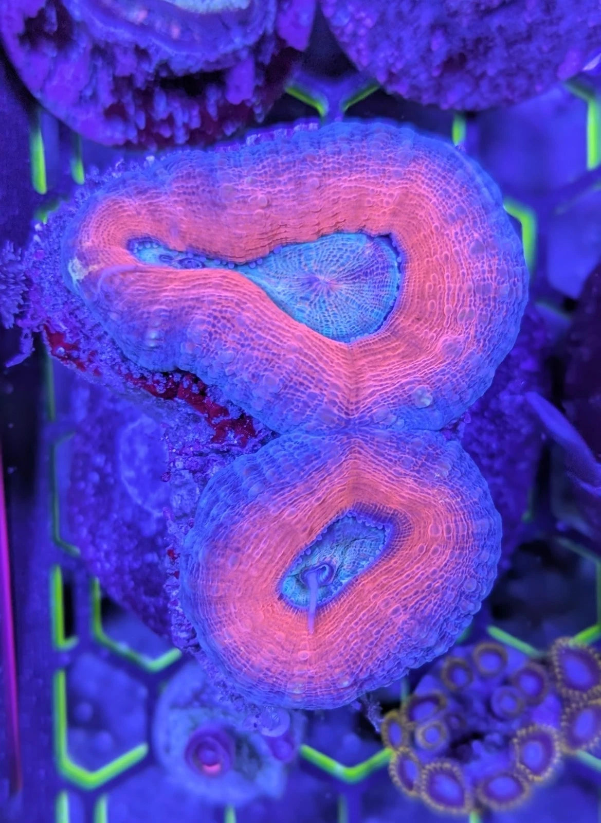 Orange and Teal Lobophyllia alternate view