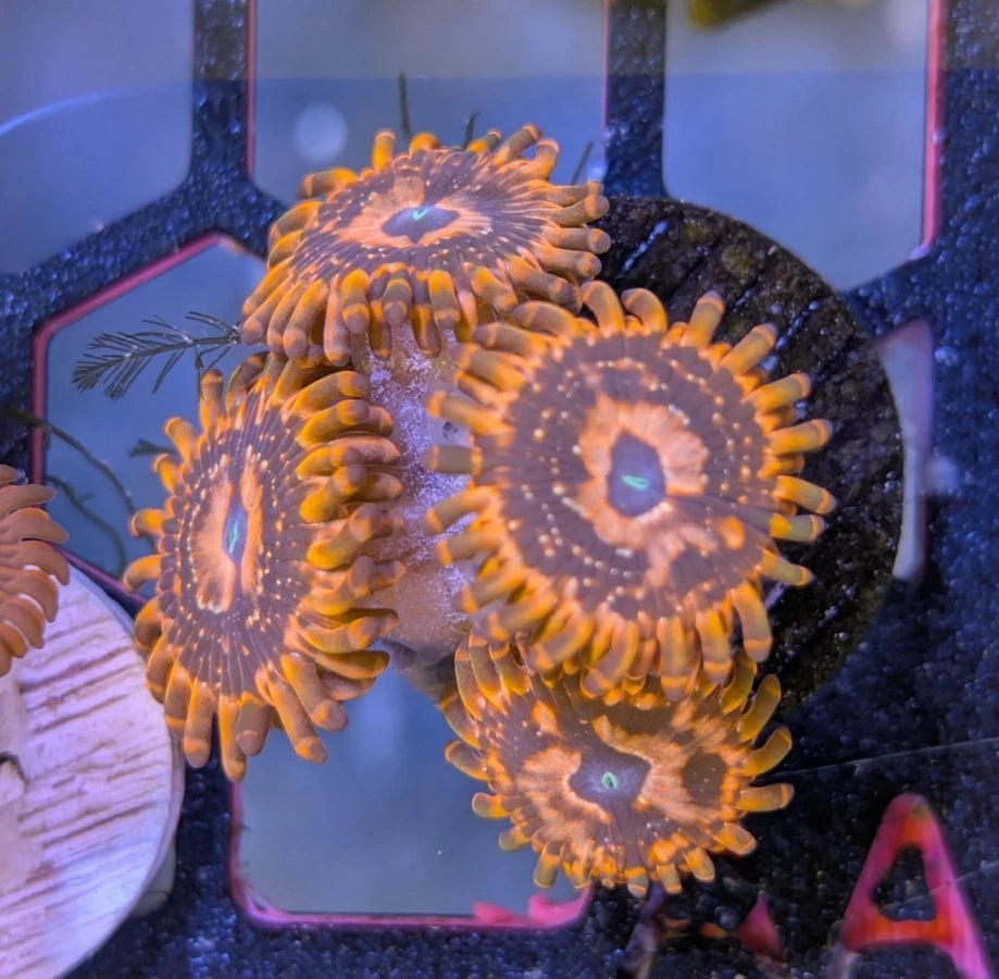 WYSIWYG Aquacultured Utter Chaos Zoa Frag