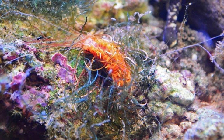 Spaghetti Worms Detritus Cleanup Crew Pack