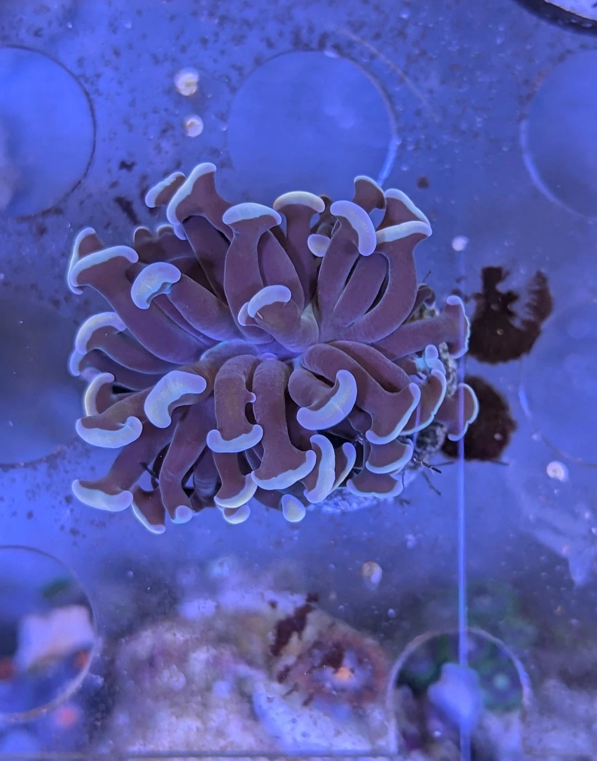 Rare Rose Gold Hammer Frag WYSIWYG