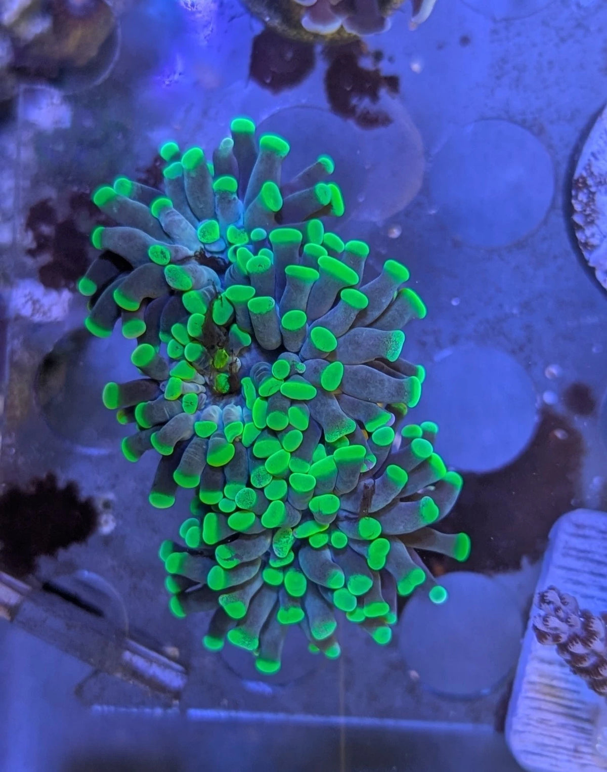 Green Hammer budding babies detail