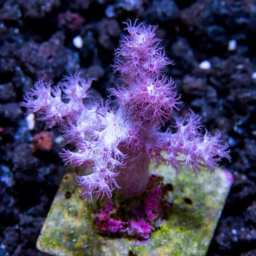 Rare Koji Wada Pink Nephthea Frag