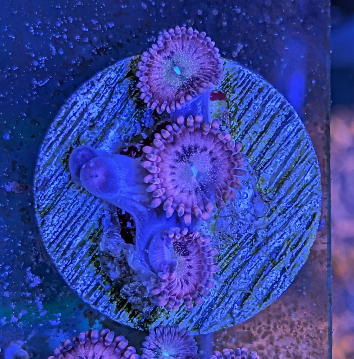 WYSIWYG NYRA Playboy Bunnies Zoa Frag 5+ polyps