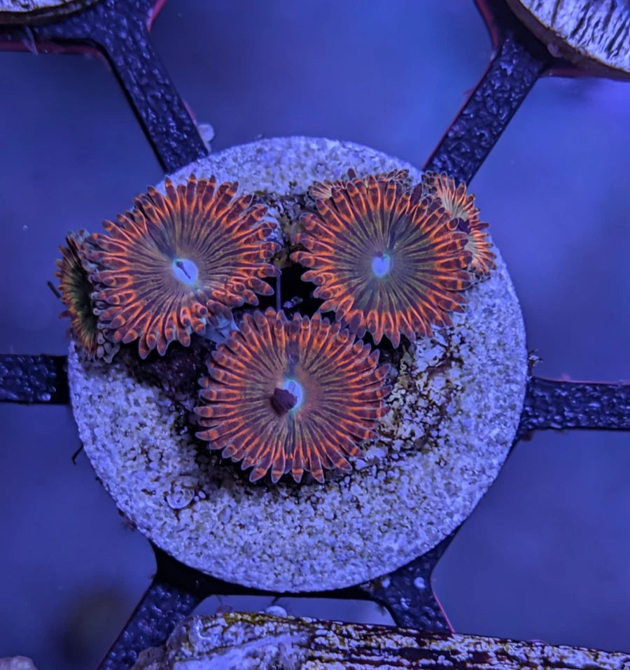 WYSIWYG Aquacultured Utter Peace Zoa Collector Frag