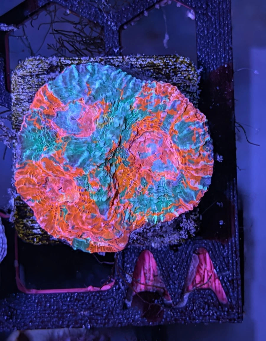 Rainbow Crush Chalice alternate view