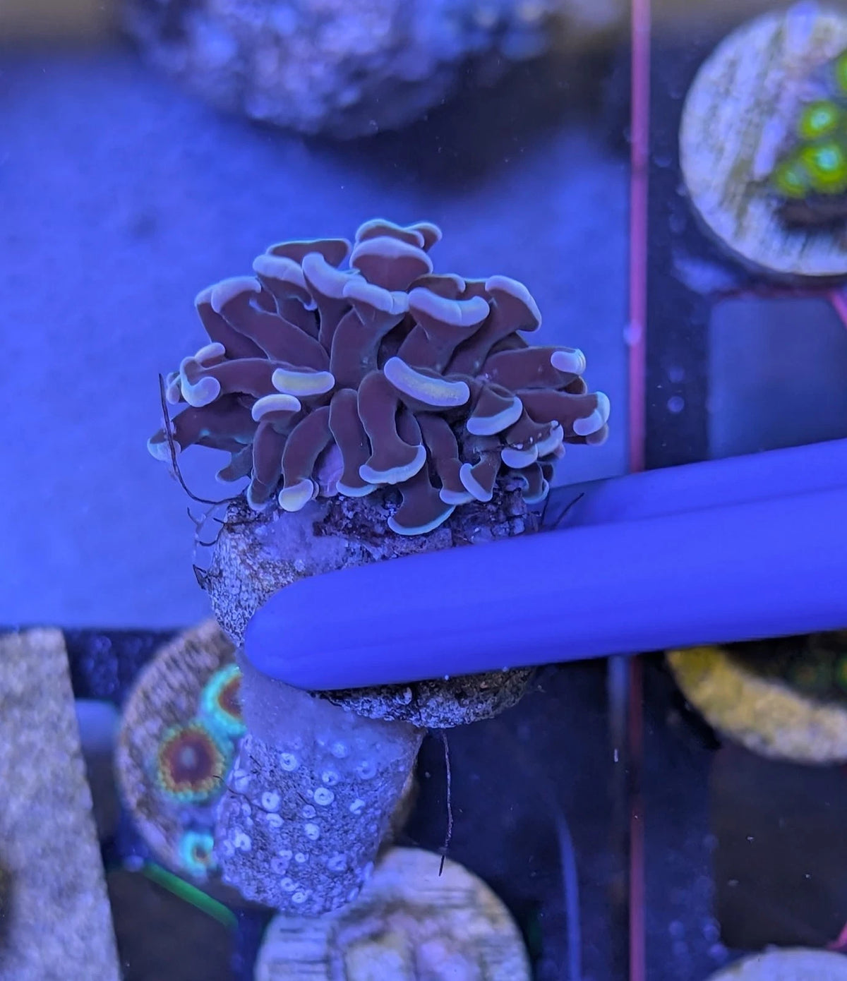 Rose Gold Hammer alternate view
