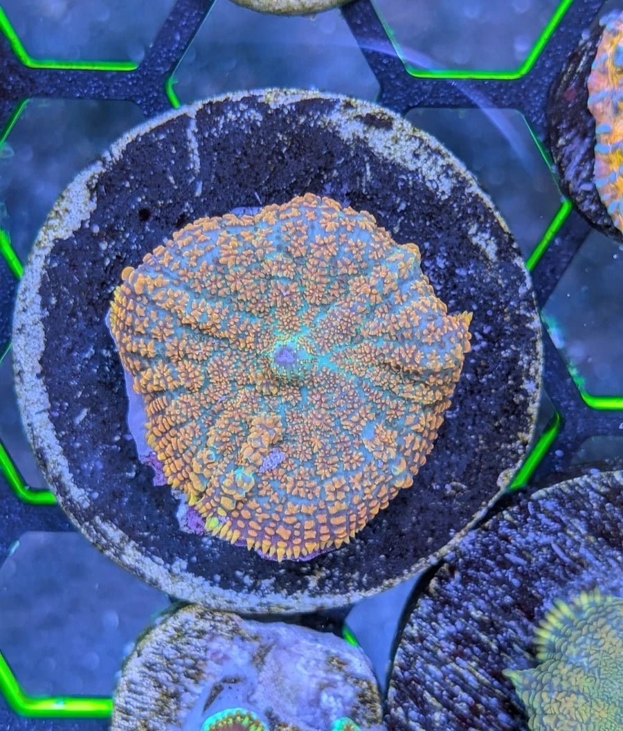 Tequila Sunrise Rhodactis Mushroom Frag WYSIWYG
