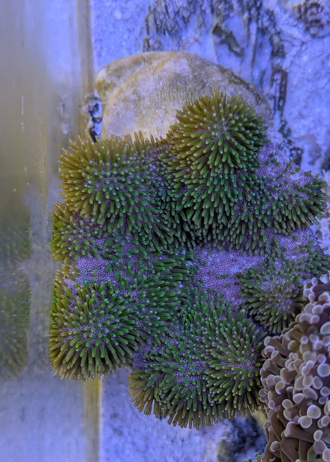Toadstool Leather Colony alternate view