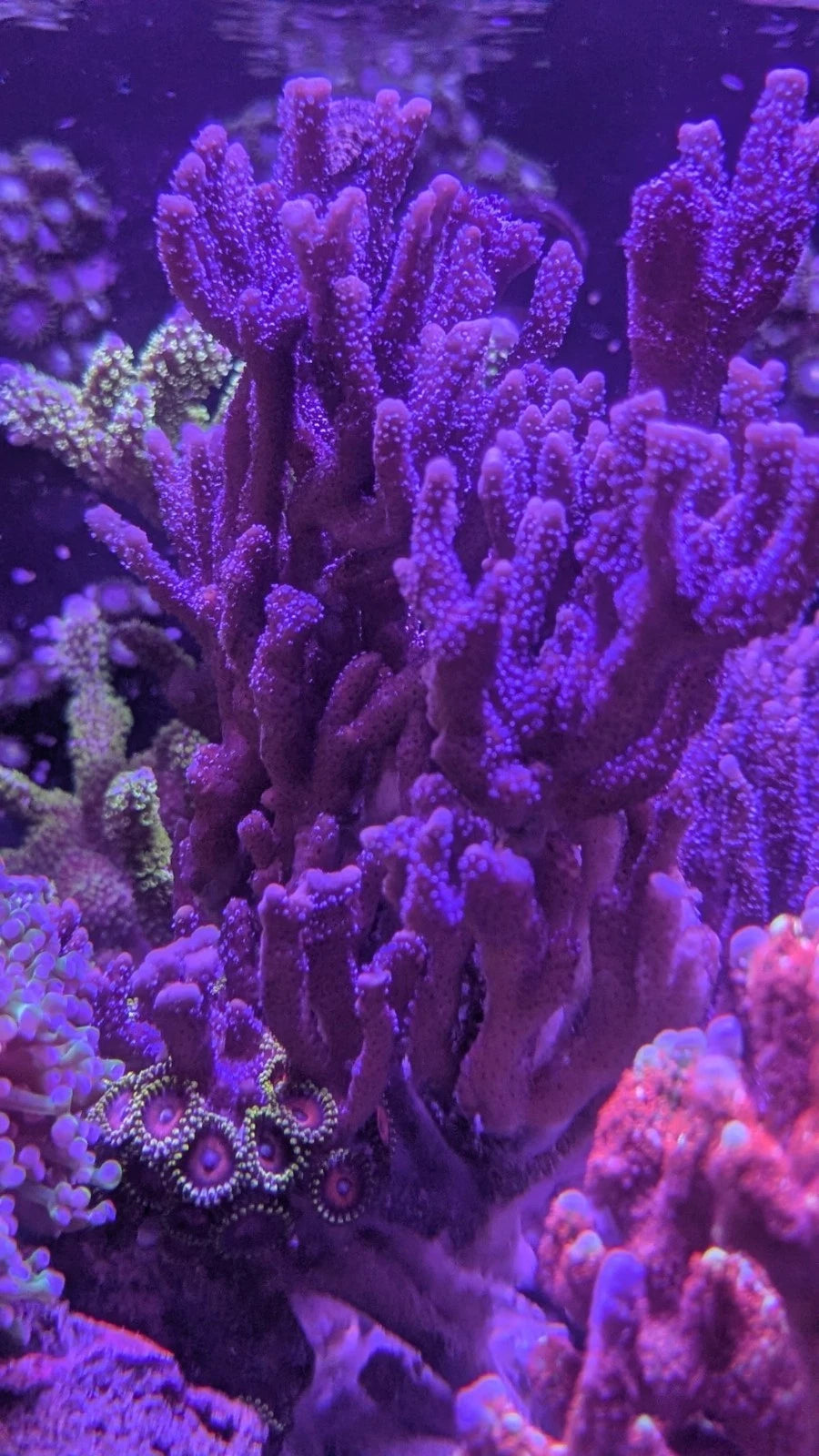 German Blue Polyp Montipora Digitata Frag