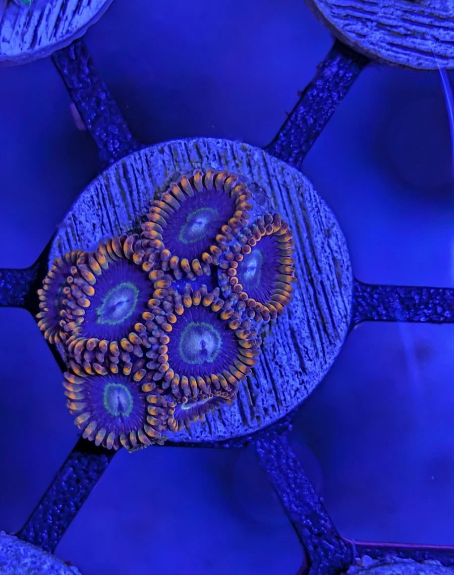 WYSIWYG Aquacultured Rainbow Hornet Zoa Frag