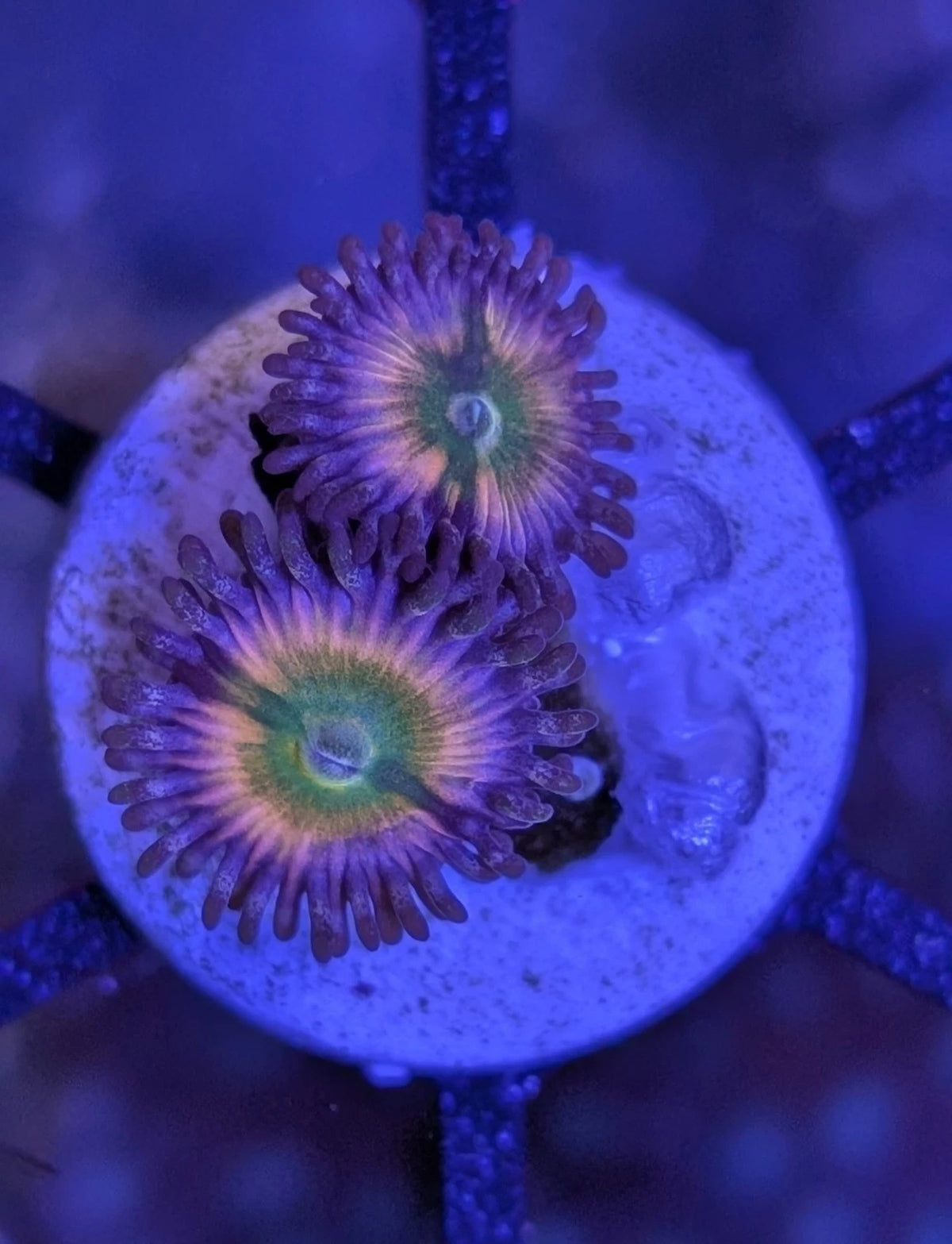 WYSIWYG Rainbow Infusion Zoa Frag - Live Soft Coral