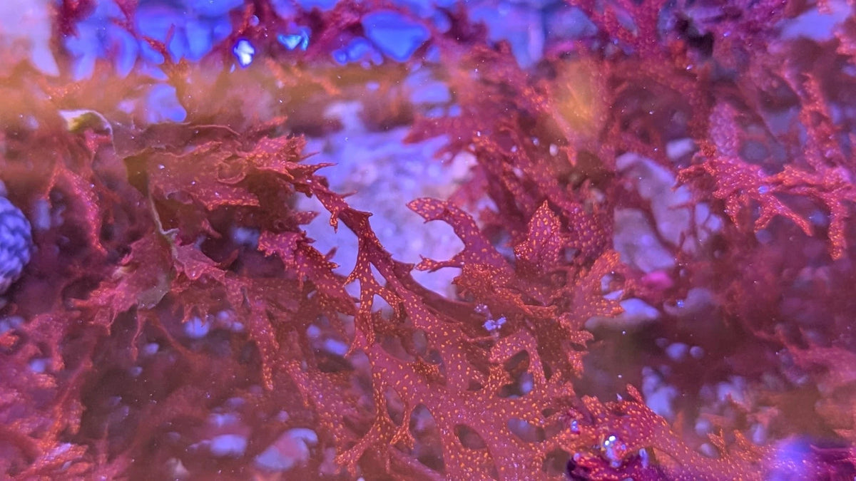 Atomic Broccoli Macro Algae clump
