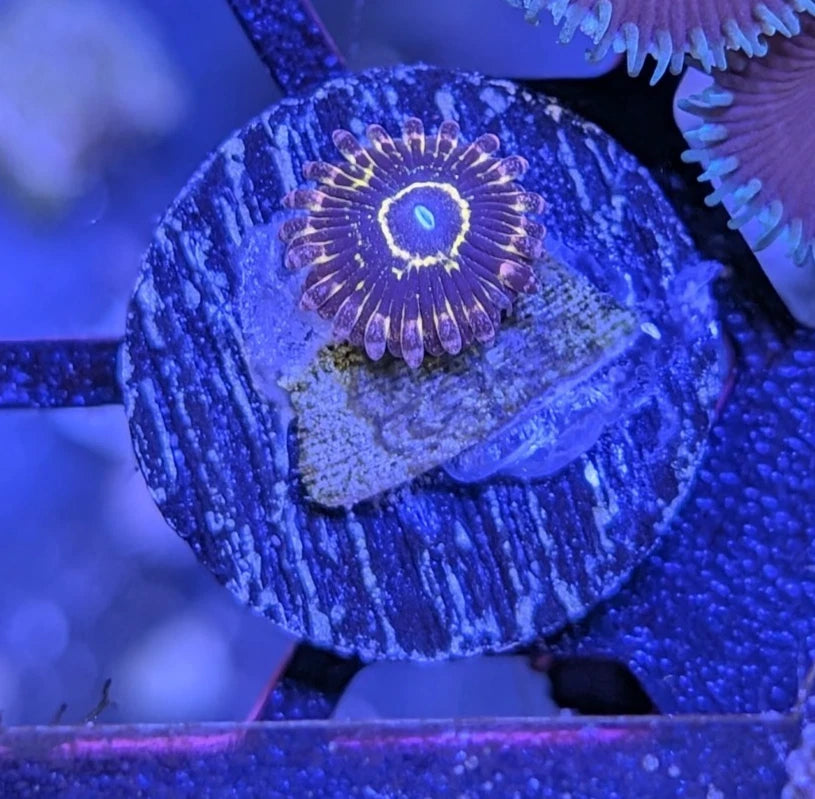 Rare Collector Stratosphere Zoa Frag WYSIWYG